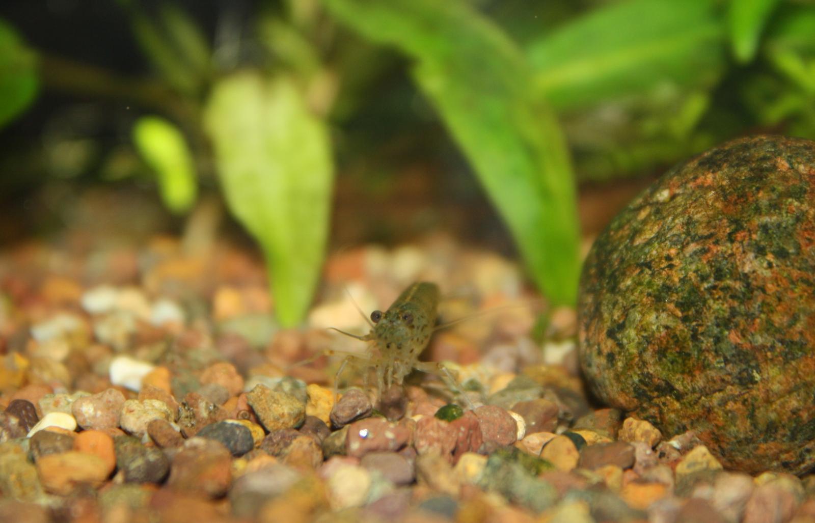 Caridina japonica (креветка Амано)