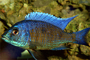 Copadichromis borleyi \'eastern\'.jpg