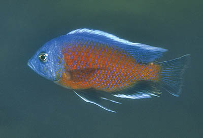 Copadichromis borleyi \'Kadango\'.jpg