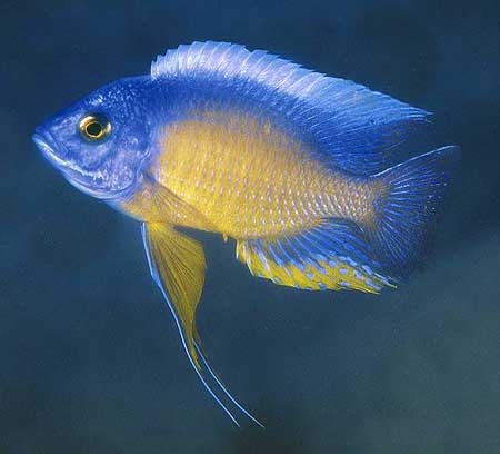 Copadichromis borleyi \'Mara Point\'.jpg