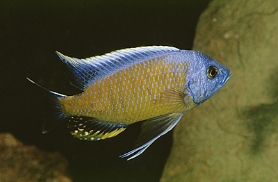 Copadichromis borleyi \'Namalenjе\'.jpg