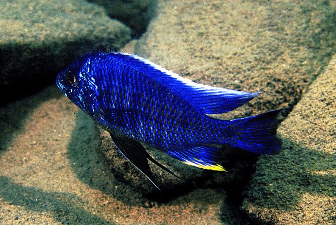 Copadichromis spec. \'Kawanga\'.jpg