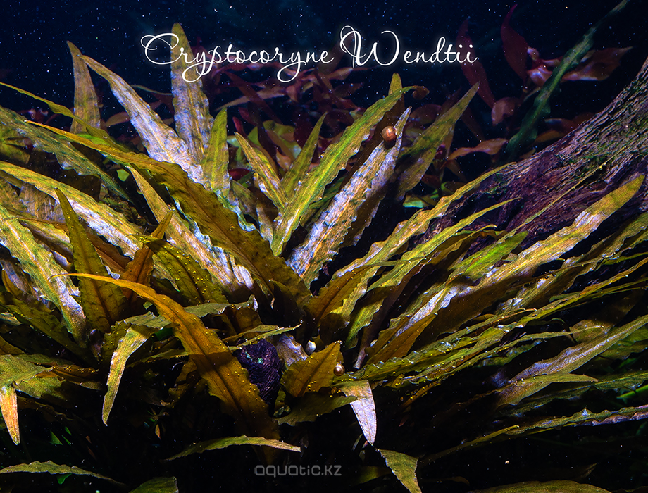 Cryptocoryne_Wendtii