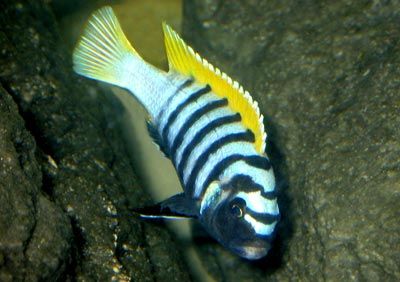 Cynotilapia afra \'Jalo Reef\'.jpg