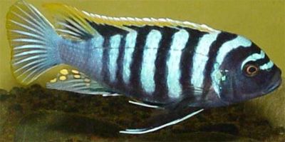 Cynotilapia afra \'Likomae\'.jpg