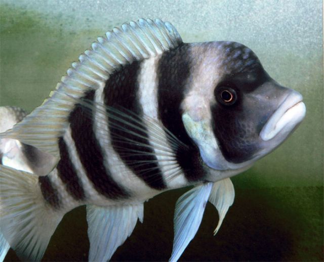 Cyphotilapia gibberosa Blue Mpimbwe.jpg