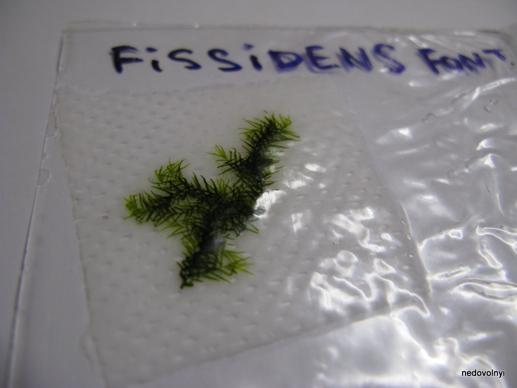 fissidens