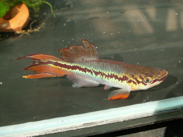 Fp.deltaensis.jpg