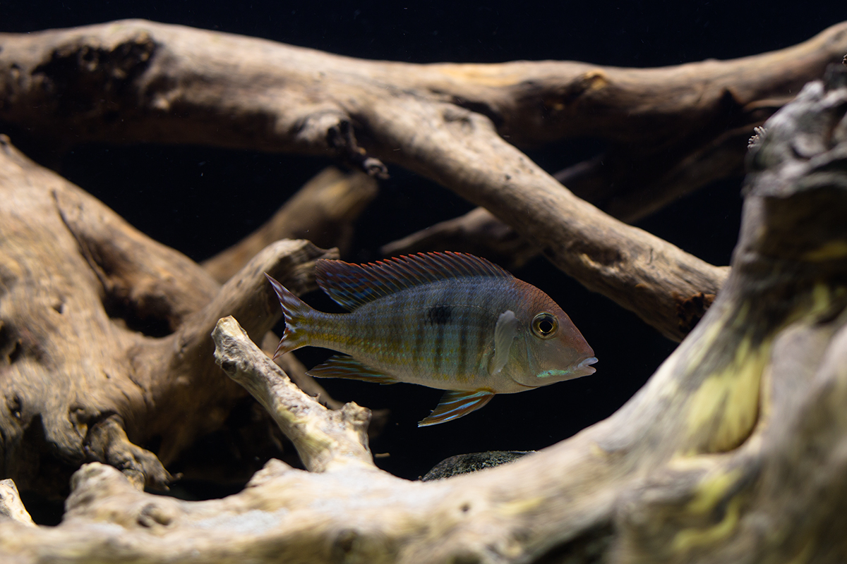 Geophagus