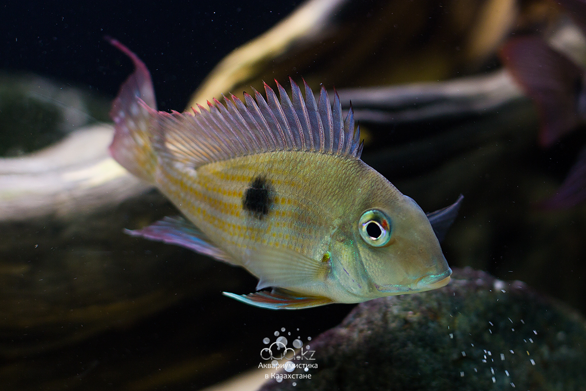 Geophagus_surinama