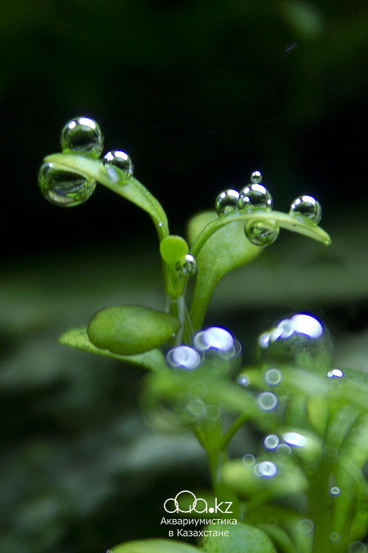 Glossostigma elatinoides