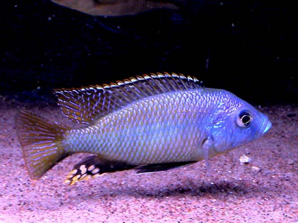 Hemitaeniochromis spilopterus.jpg