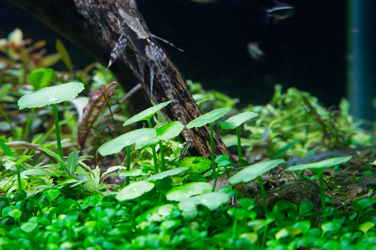 Hydrocotyle verticillata