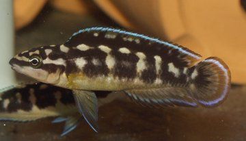 Julidochromis transcriptus \'Kalemie\'.jpg