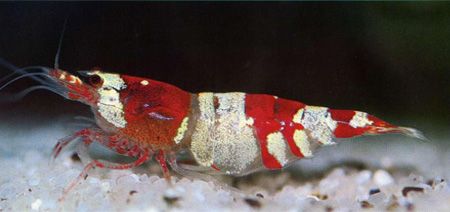 Креветка-пчела Crystal Red / Caridina cf. cantonensis