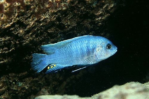 Labidochromis caeruleus \'blue white\'.jpg