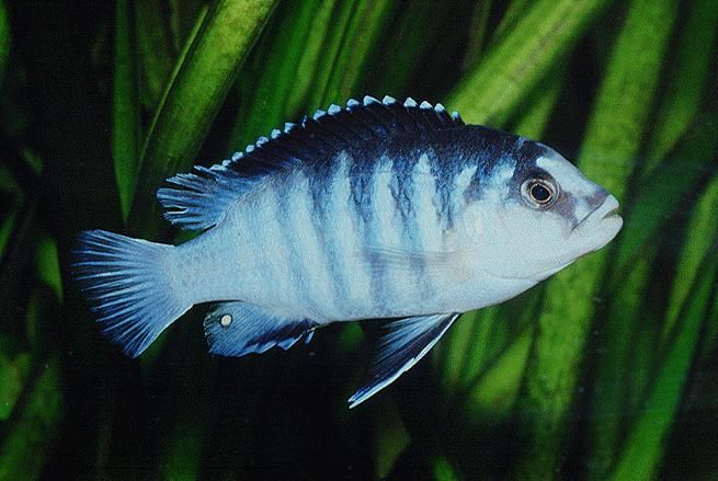 Labidochromis chisumulae.jpg