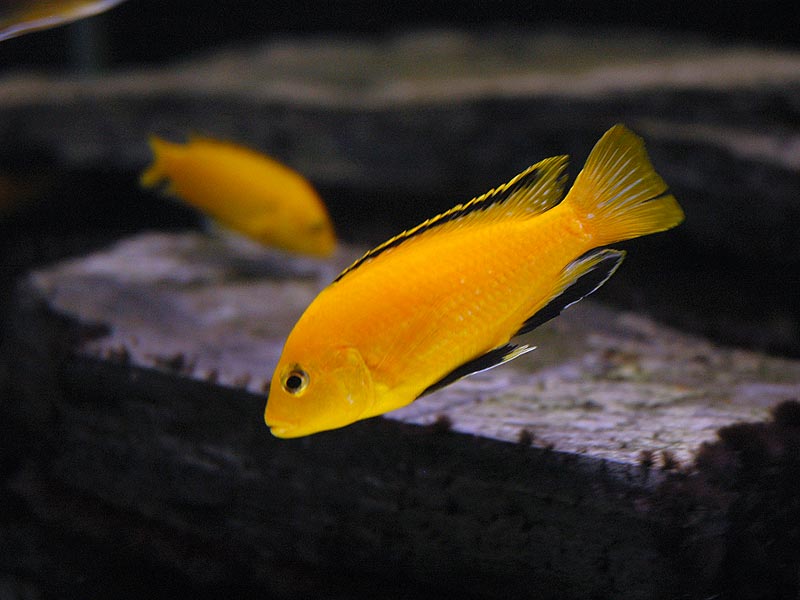 Labidochromis.jpg