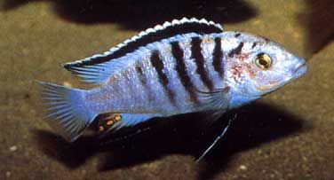 Labidochromis spec. \'Nkali\'.jpg