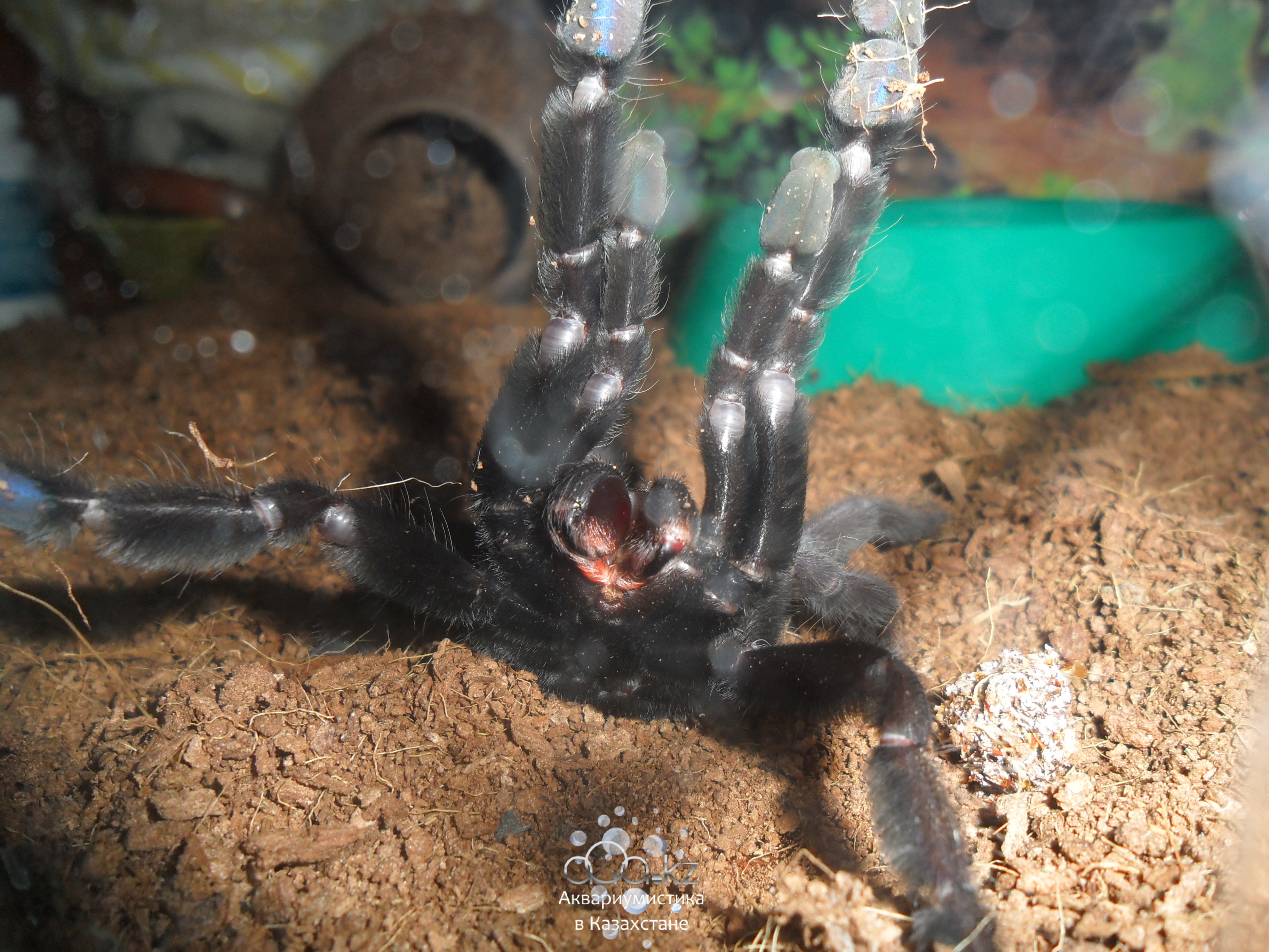 Lampropelma nigerrimum