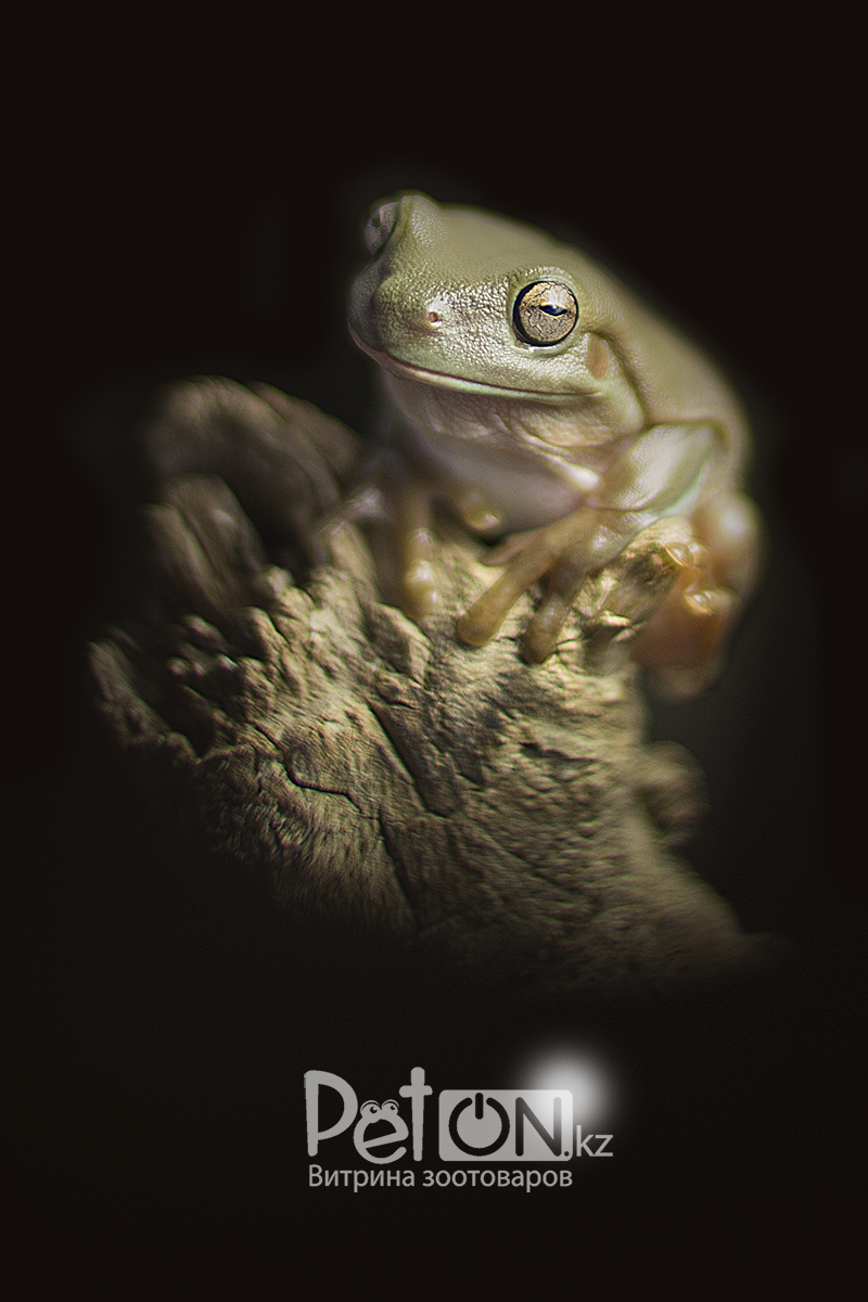 Litoria albolabris