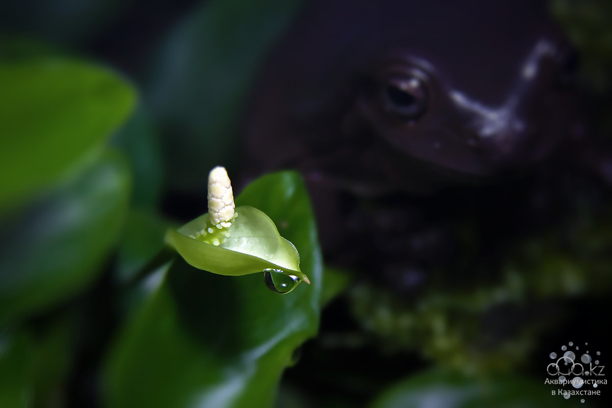 litoria.jpg