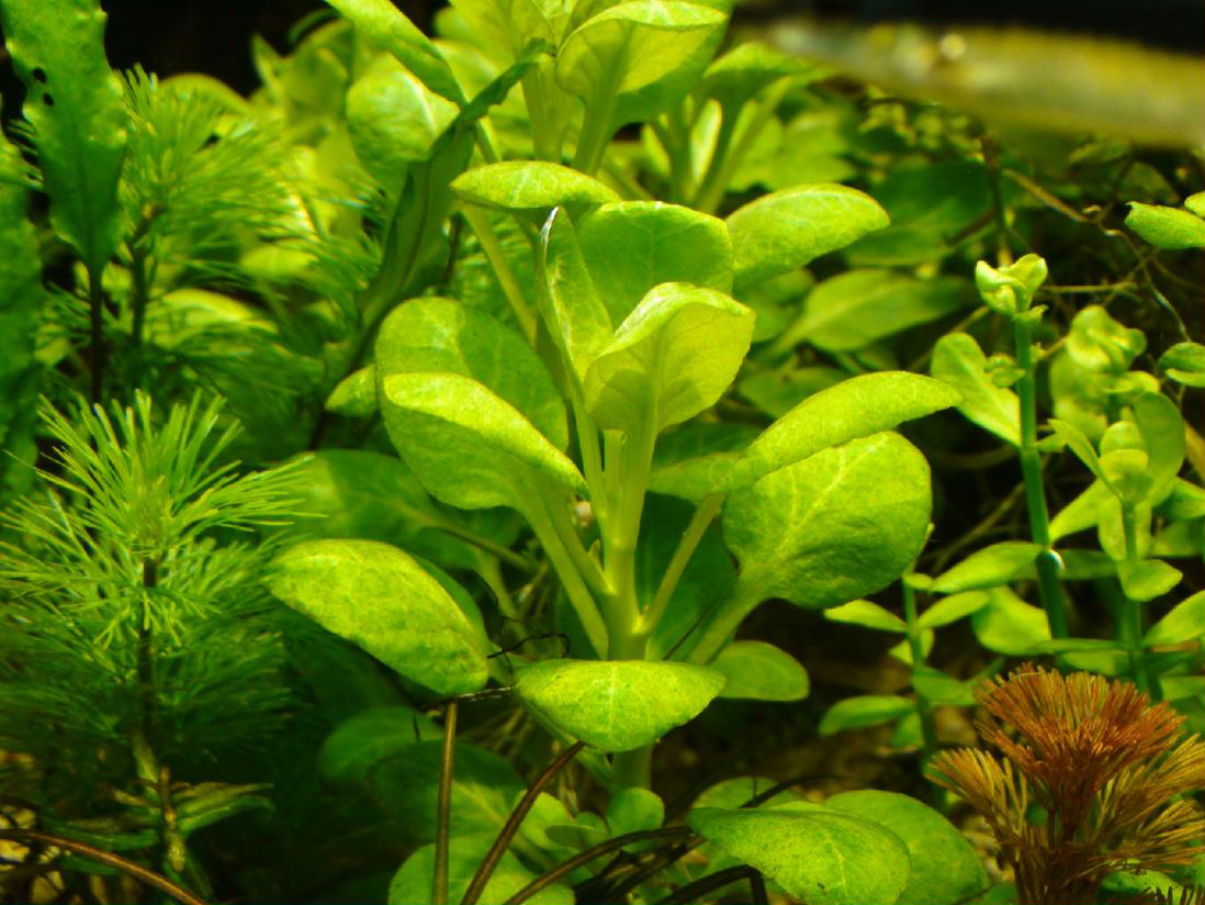 Lobelia cardinalis