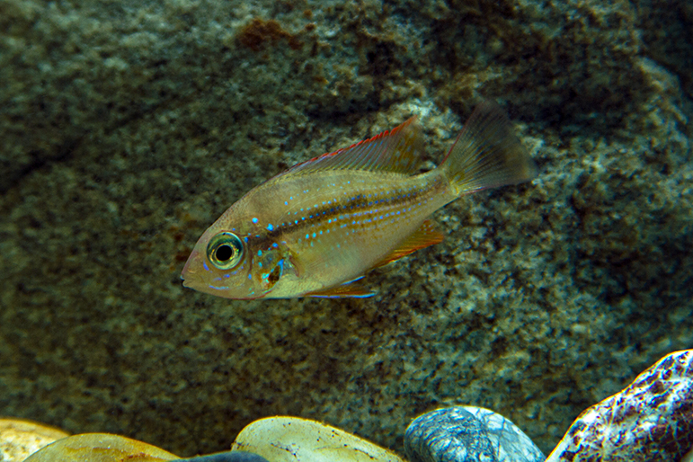 Малек Thorichthys ellioti