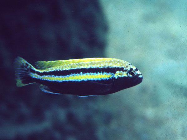 Melanochromis auratus.jpg