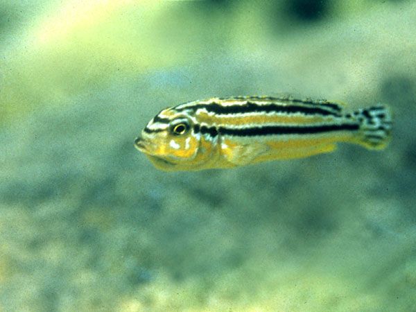 Melanochromis auratus2.jpg