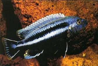 Melanochromis chipokae.jpg