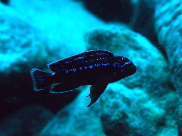 Melanochromis interruptus.jpg