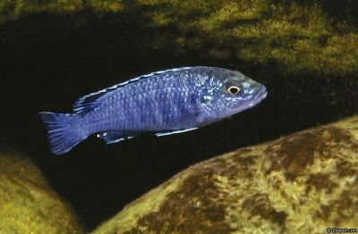 Melanochromis joanjohnsonae.jpg