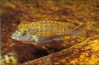 Melanochromis joanjohnsonae2.jpg