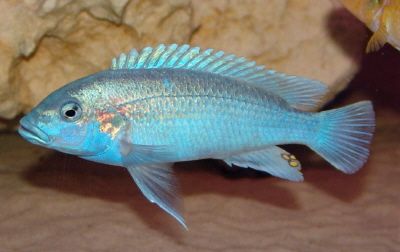 Melanochromis lepidophage.jpg