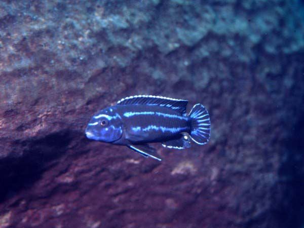 Melanochromis maingano.jpg