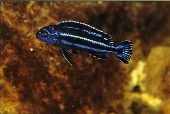 Melanochromis maingano2.jpg