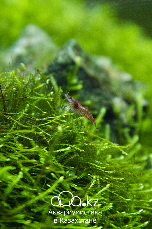 Neocaridina heteropoda var. red