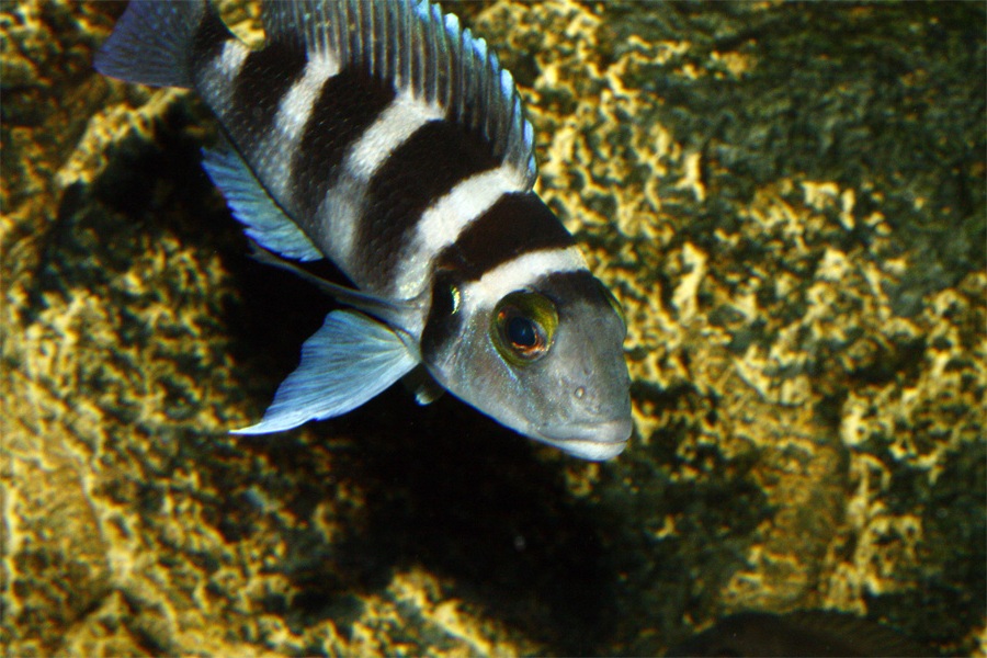 Neolamprologus tretocephalus.jpg