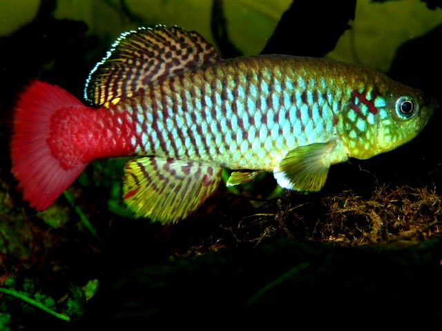 Notobranhius guentheri zanzibar