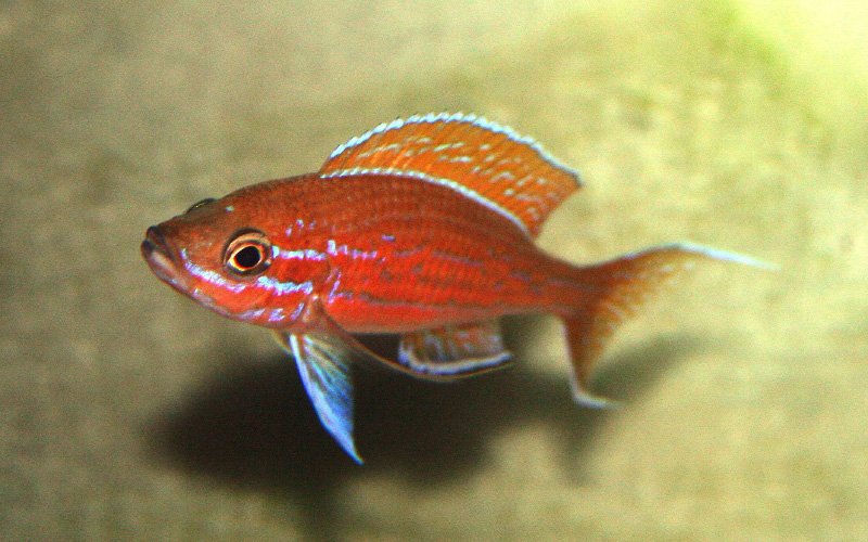 Paracyprichromis nigripinnis.jpg