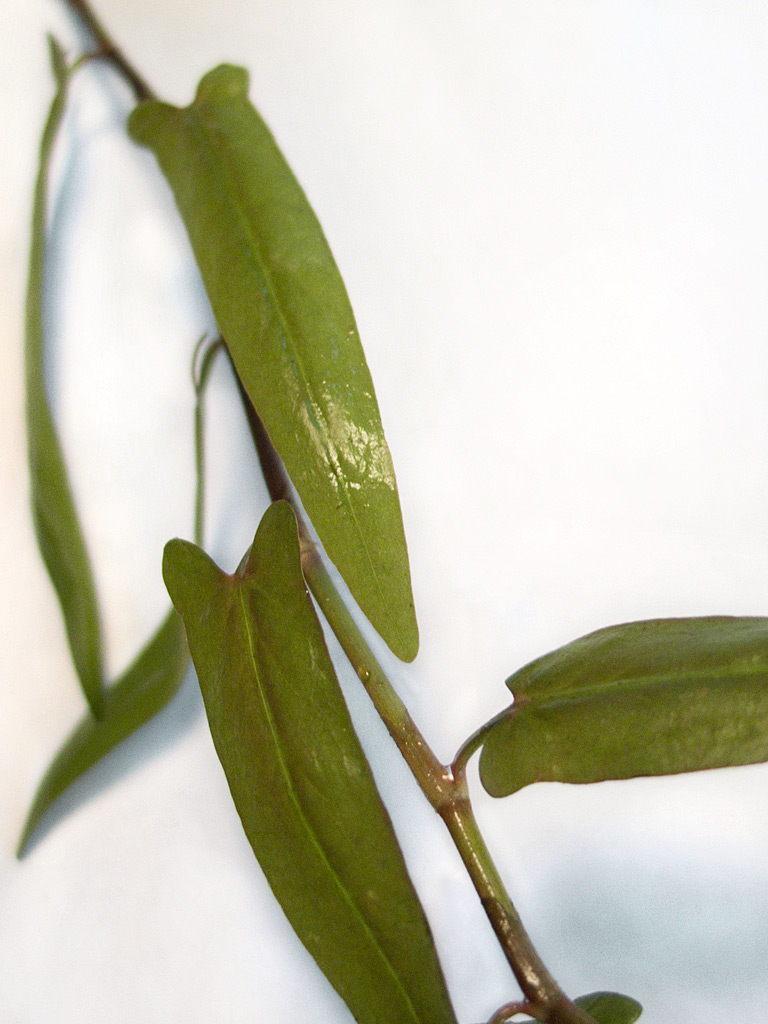 Persicaria sp. "Porto Velho"