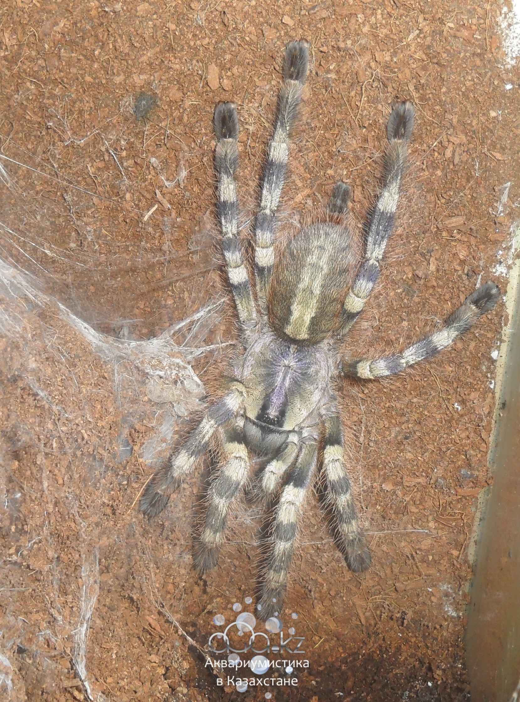 Poecilotheria formosa