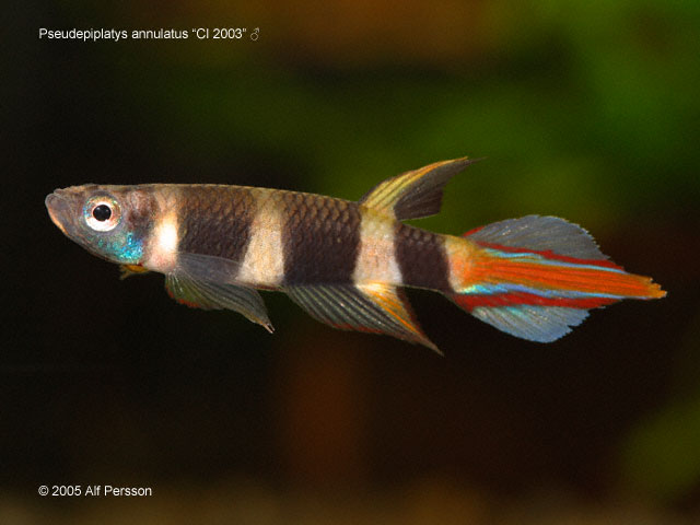 Pseudep_annulatus_CI_2003_M_crw_6014_1_640.jpg