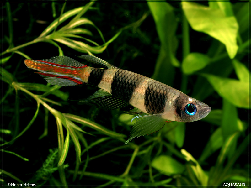 Pseudepiplatys%20annulatus%2001.jpg