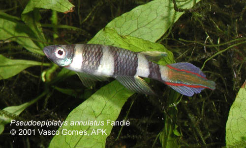 Pseudoepiplatys_annulatus_Fandie_10.jpg