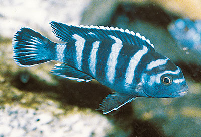 Pseudotropheus demasoni.jpg