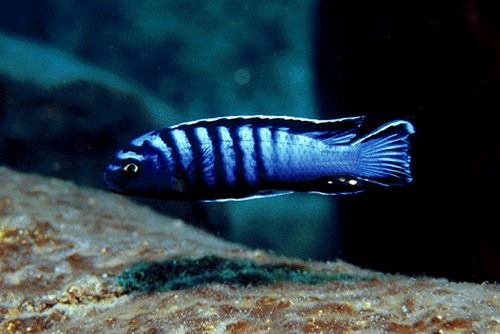 Pseudotropheus elongatus \'ornatus Likoma\'.jpg