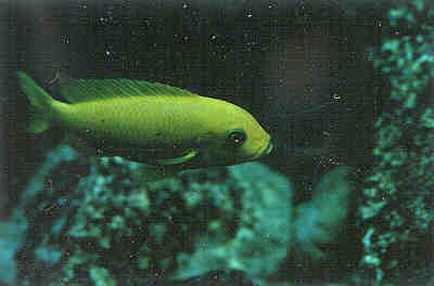 Pseudotropheus estherae RB (Raritet) 2.jpg