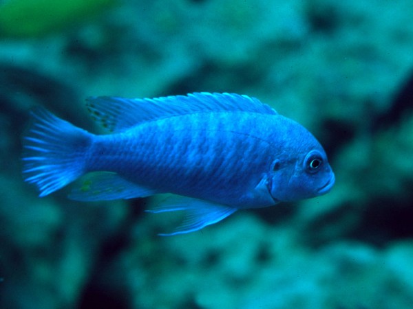 Pseudotropheus estherae RB (Raritet).jpg